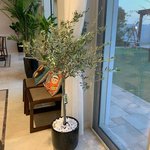 Office Plant Olive Tree Medium - Image 2