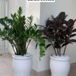 Indoor Plants Bedroom Plants