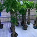 Braided Pachira Money Tree ( 150cm to 160cm) premium - Image 2