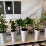 Office Plants Budget Bundle 5pc - Image 2