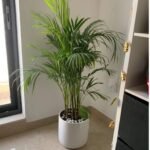 Areca small in white/black PROMO