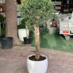 Premium Olive from Italy Sale! ( 180cm )