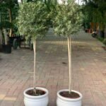 Outdoor Plants Spanish Olive Madeira bundle - Image 3