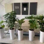 Office Plants Budget Bundle 5pc