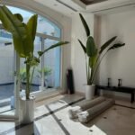 Indoor Plants Travellers Palm Bundle XL (3m) - Image 2