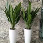 Office Plants ASPIRADAS Bundle