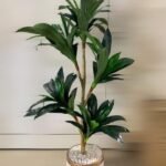 Artificial Plant Dracaena Buy 1 Take 1