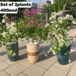 WOW Bougainvillea (3pc) Bundle