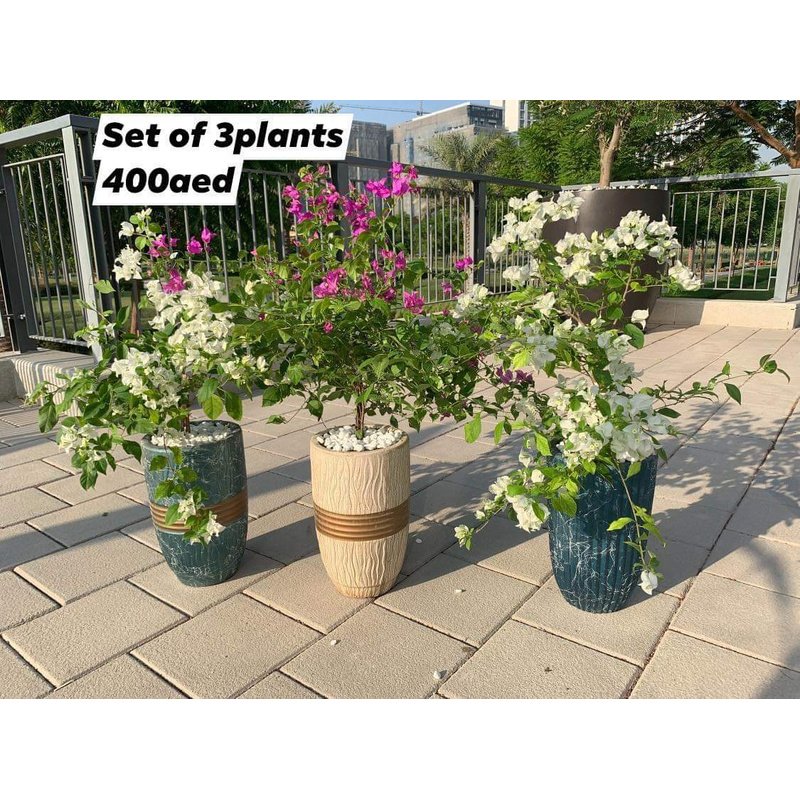 received_252734023466180.jpg WOW Bougainvillea (3pc) Bundle - Image 1