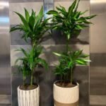 Office Plant Bundle (2pc) Indoor Plant
