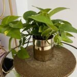 Money Plant in gold pot NEW