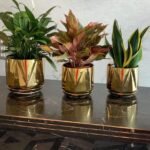 Office Plants Table Plant  Bundle 3pc in gold