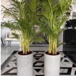 Office  Plants Areca Bundle Plants in Grey
