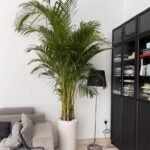 Office plants Areca Big Bundle (2.5m to 3m) - Image 2