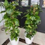 Office Plants Money Plant Big Bundle