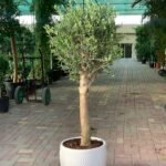 Premium Olive from Italy Sale! ( 180cm ) - Image 3