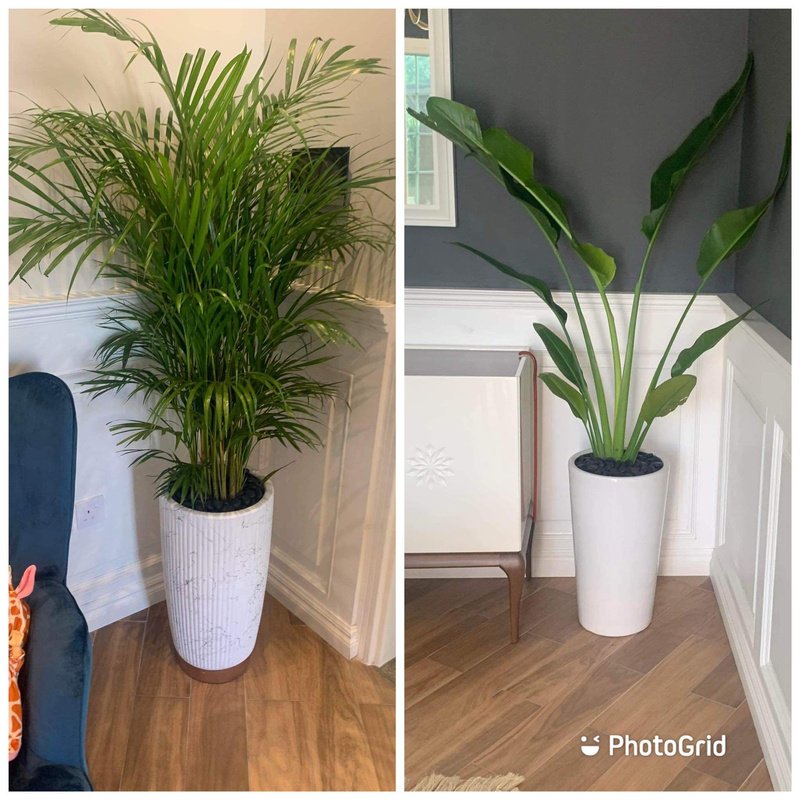 received_350698813266935.jpg Office Travellers Palm with areca - Image 1