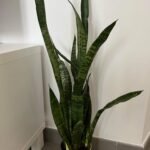 Snakeplant in Gold