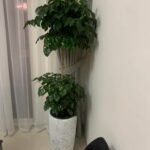 Office Plant Chinadoll