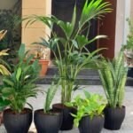 Office Plant Air purifying bundle plants (5pc) NEW