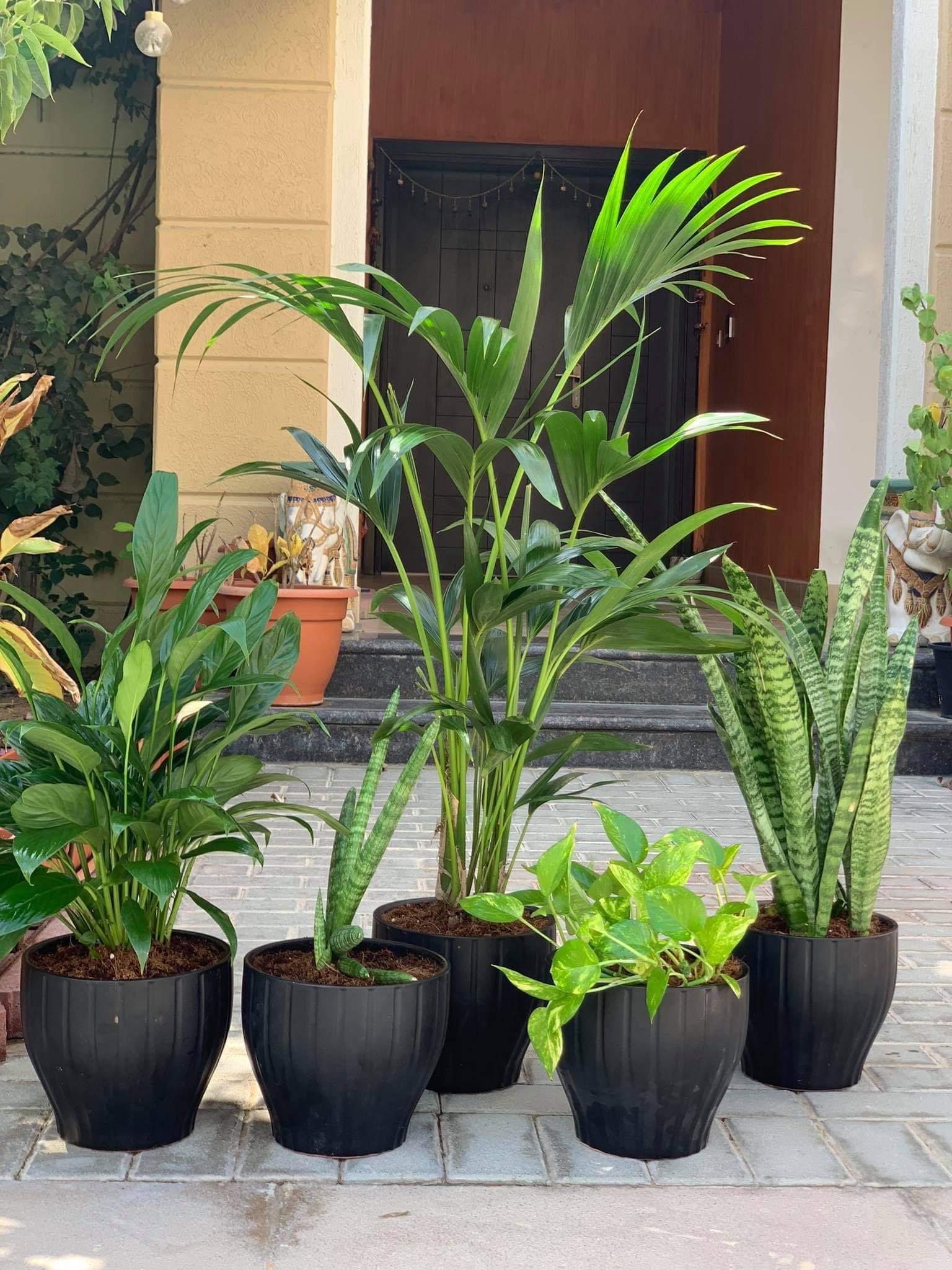 received_396782235348528.jpg Office Plant Air purifying bundle plants (5pc) NEW - Image 1