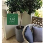 Ficus Big Head ( 170cm )
