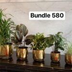 Office Plants table plant bundle