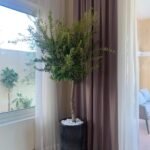 Olive Tree Big