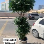 Big China doll ( 3m )