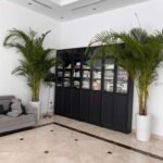 Office plants Areca Big Bundle (2.5m to 3m)
