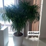 Office Plant Yukka Dracaena Big
