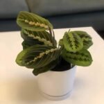 prayer plant