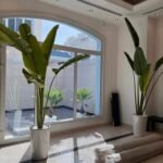 Office Plant Travellers Palm Big 3m - Image 5
