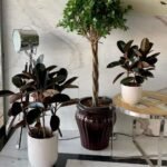 Indoor Plants Budget Combo (3pc) NEW