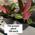 The prayer plant in matte pot