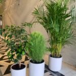 Office Plants Budget Combo (3 plants bundle