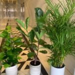 Indoor Plants Budget Combo (3plants bundle) PROMO