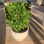 Round ficus Outdoo4 Plant