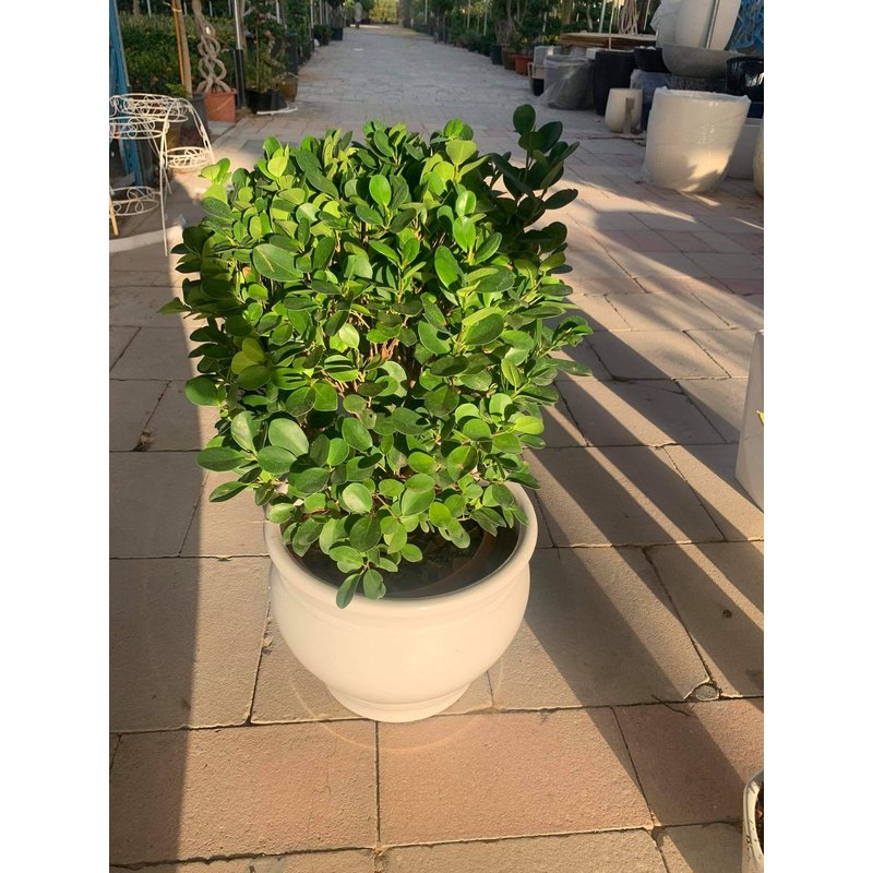 received_593915554949420_f99e7ee1-a0e2-4016-bec3-f1a301767524.jpg Round ficus Outdoo4 Plant - Image 1