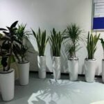 Office Plants Premium Air Purifying Plants