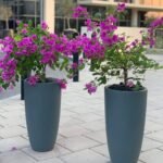 Bougainvillea Bundle in Long Pots Plants UAE