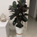 Office Plant Rubber plant in white gold