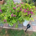 Outdoor Plants Bougainvillea bushy bundle - Image 2