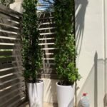 Outdoor Plants Cone Shape Ficus Bundle Privacy Plant