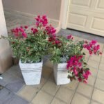 Bundle Bougainvillea (2pc)