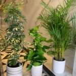 Office Plants Budget Combo (3 plants bundle)