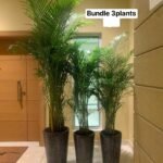 Office Plant Areca Palm Low-Light Bundle