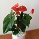 Red Anthorium