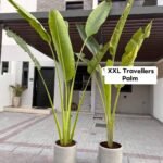 Office Plant Travellers Palm Big 3m - Image 4