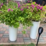 Outdoor Plants Bougainvillea bushy bundle - Image 3